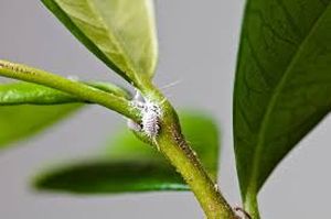 uploads/images/pest/jasmine bugd.jpg